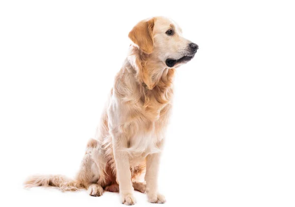 Golden retriever hond kijkt zijwaarts — Stockfoto