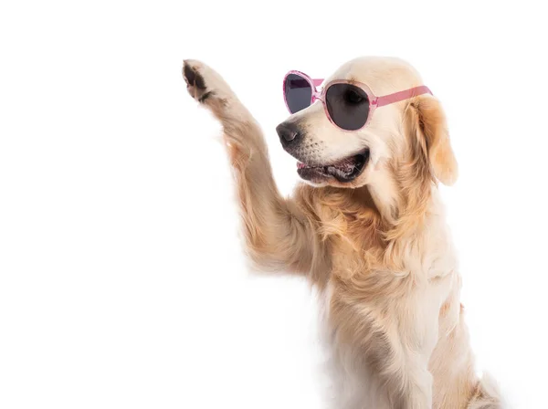 Golden retriever cão usando óculos de sol — Fotografia de Stock