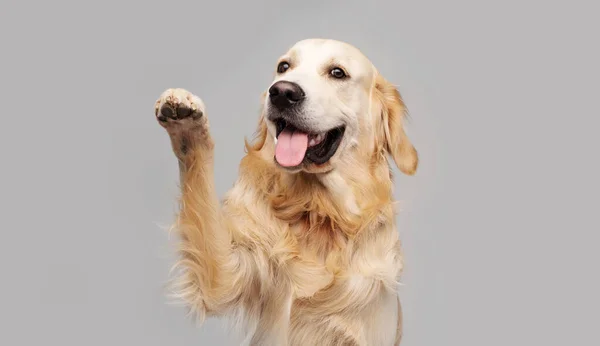 Golden retriever dog doing trick — Stock Photo, Image