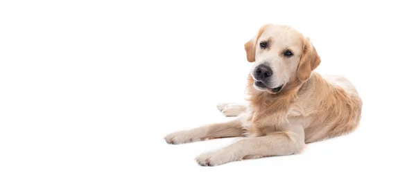 Golden retriever dog resting — Stock Photo, Image