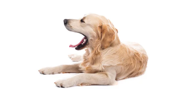 Yawning golden retriever dog — Stock Photo, Image