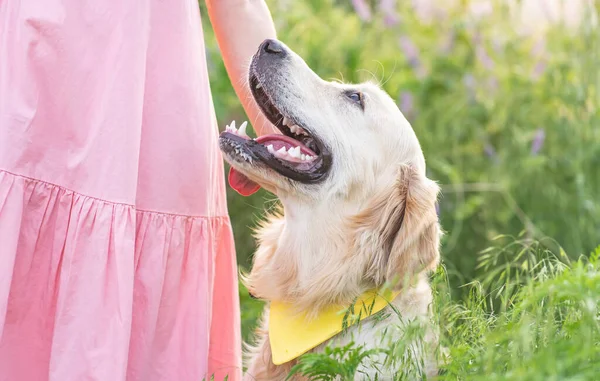 Roztomilý Zlatý Retrívr Pes Dívkou Růžové Kvetoucím Poli — Stock fotografie