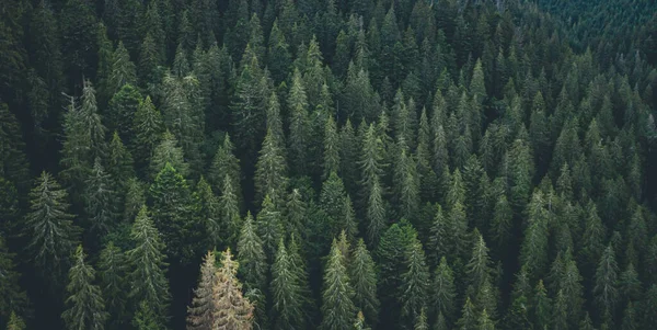 Panoramautsikt Över Vintergröna Furu Trä Från Drönare — Stockfoto