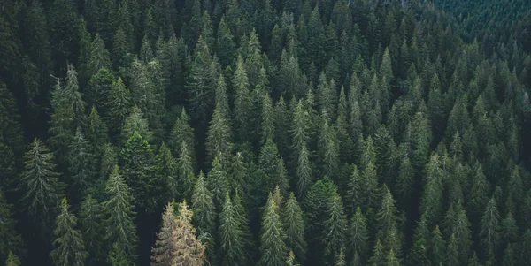 Panoramic view of evergreen pine wood from drone