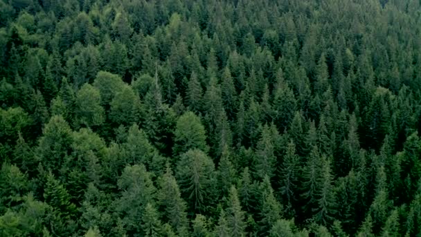 Tallskog med höga vintergröna träd — Stockvideo