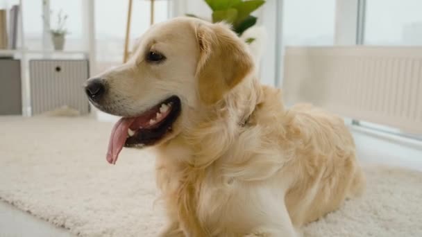 Portrait of golden retriever dog in room — Stock Video