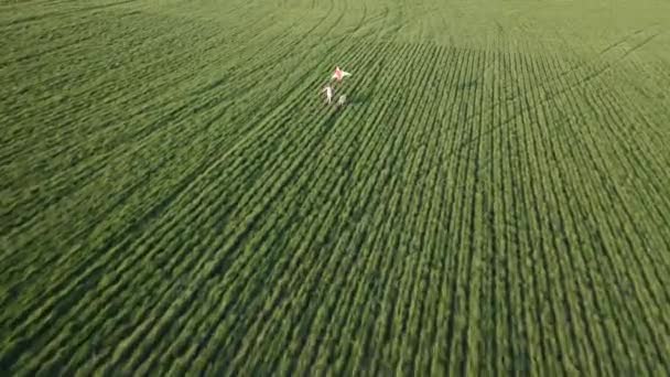 Chica con cometa y perro encantador — Vídeo de stock