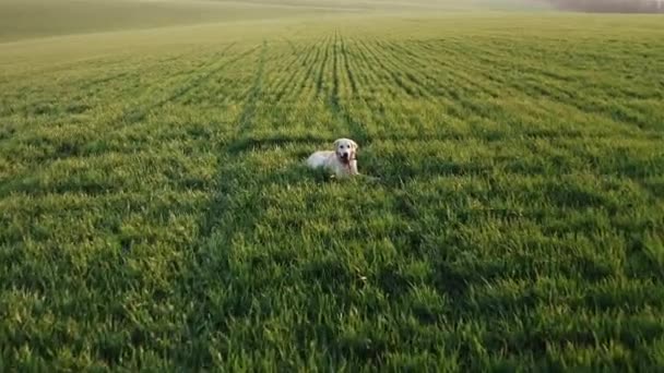 Lindo perro acostado en primavera hierba — Vídeo de stock