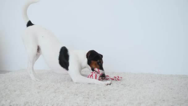 Fox terrier biting dogs toy — Stock Video