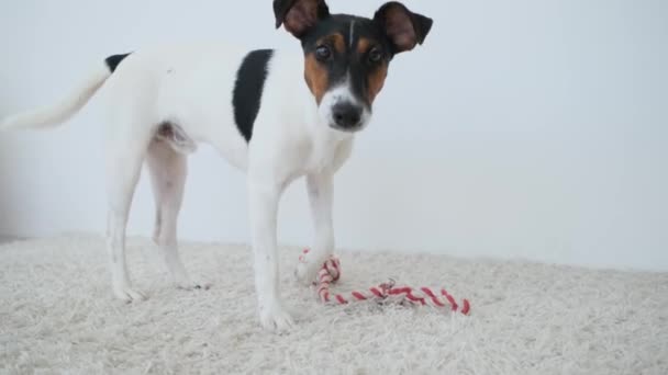 Smooth fox terrier in piedi vicino al muro — Video Stock