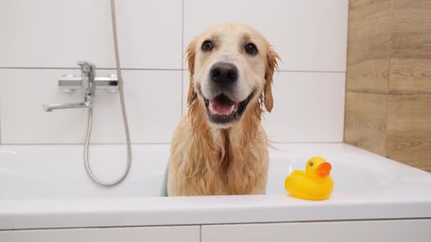 Banyoda yıkandıktan sonra ıslak köpek. — Stok video
