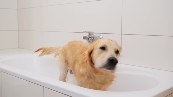 Våt hund rister av vann i en badesjappe. – stockvideo