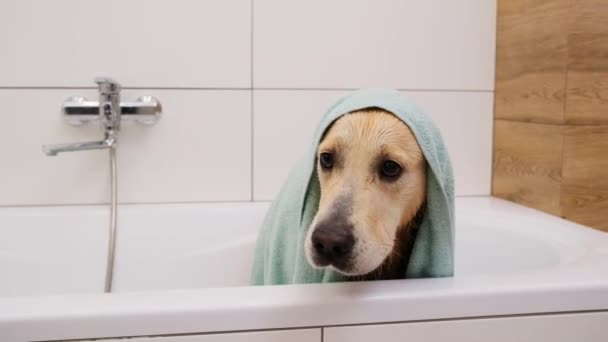 Cão molhado em um bathhub afret uma chuva — Vídeo de Stock