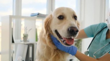 Veteriner kliniğinde Golden retriever köpeği