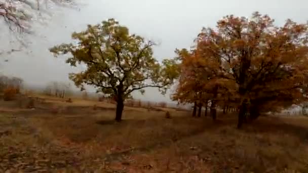 紅葉に身を包んだ秋の木 — ストック動画