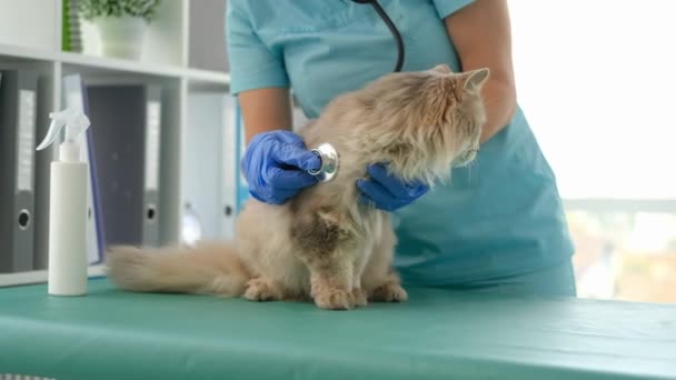 Doktor hallgat macska -val sztetoszkóp — Stock videók