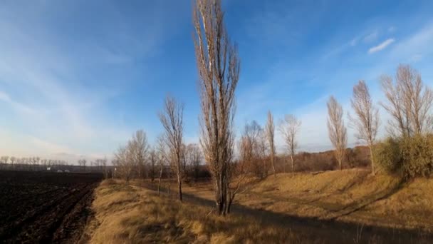 Nackte Herbstbäume nahe landwirtschaftlichem Feld — Stockvideo