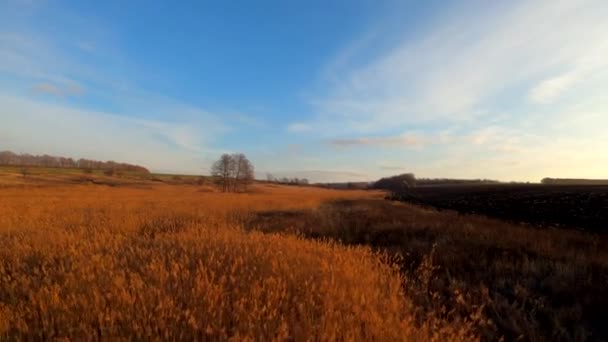 Πορτοκαλί φθινόπωρο γρασίδι κοντά οργωμένο πεδίο — Αρχείο Βίντεο