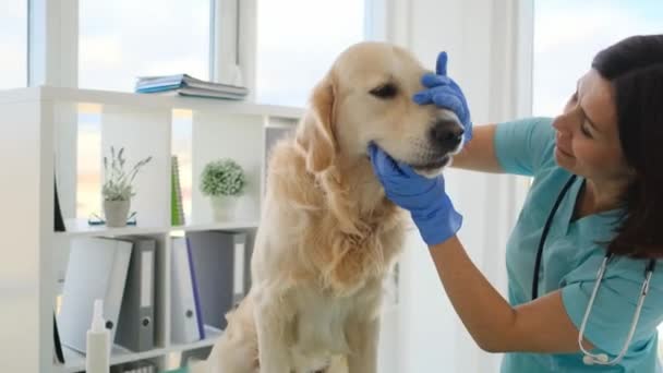 Golden retriever hond in veterinaire kliniek — Stockvideo