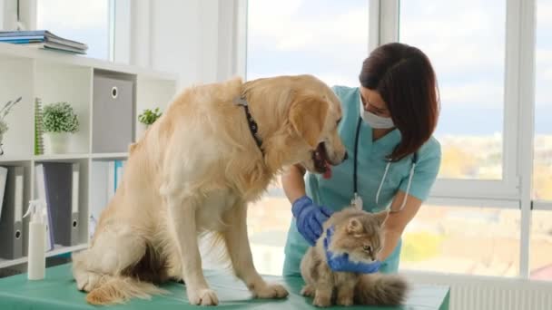 Veterinär palming hund och katt — Stockvideo