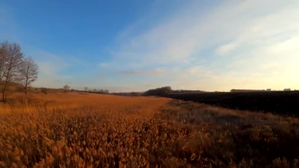 Πορτοκαλί φθινόπωρο γρασίδι κοντά οργωμένο πεδίο — Αρχείο Βίντεο