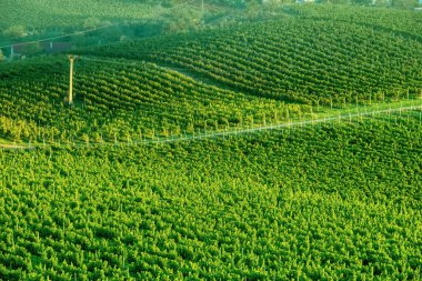 Güneş üzümleri fidanlığı