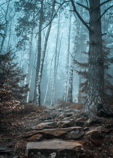 Landschap van mistig hout in bergen — Stockfoto