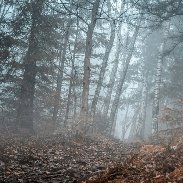 Landschap van mistig hout in bergen — Stockfoto