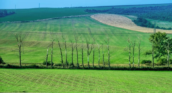 Green fields countryside landscape — Stock Photo, Image