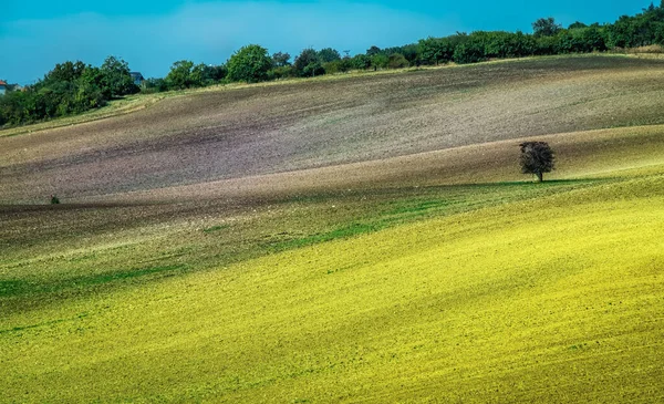 Árbol solitario en un campo arado — Foto de Stock