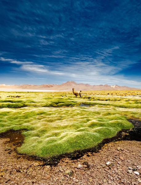 Lama stående i torkad damm — Stockfoto