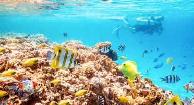 Tropikal balık ve mercan resifleriyle deniz manzarası