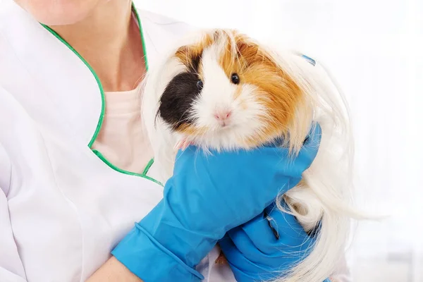 Cerdo de Guinea en clínica veterinaria — Foto de Stock