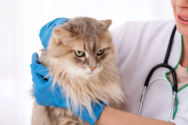 Långhårig katt i händerna på veterinär läkare — Stockfoto
