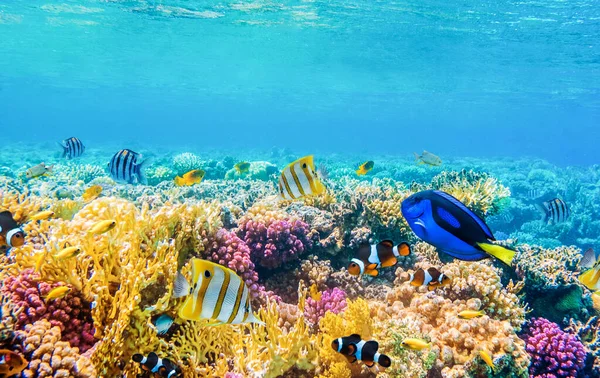 Paisagem marinha com peixes tropicais e recifes de coral — Fotografia de Stock