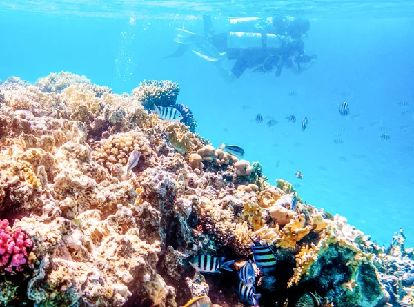 Paisagem marinha com peixes tropicais e recifes de coral — Fotografia de Stock