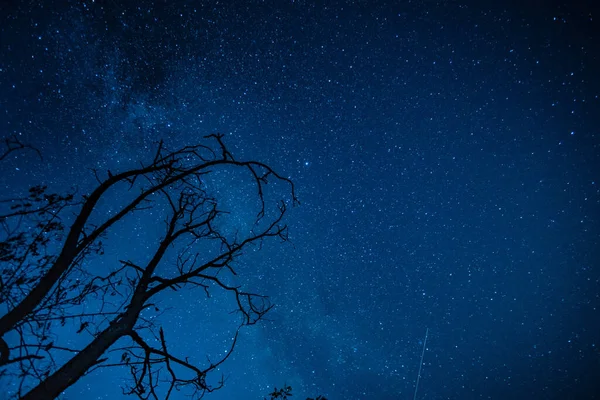 Silueta de árbol en el cielo estrellado — Foto de Stock