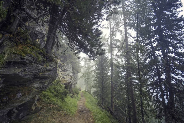 高山の神秘的な木 — ストック写真