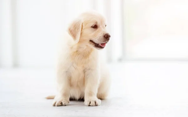 Güzel av köpeği. — Stok fotoğraf