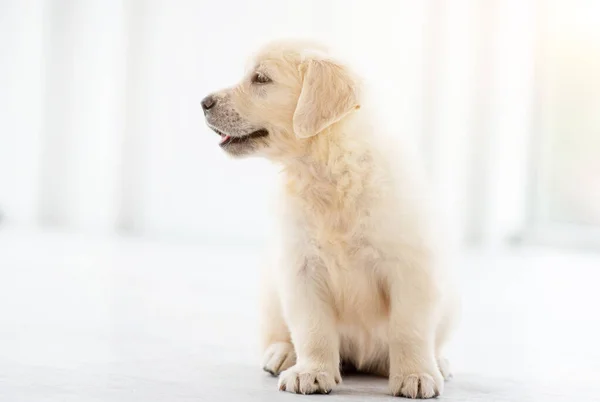 Lovely retriever puppy — Stock Photo, Image