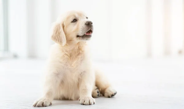 Dolce cucciolo a casa — Foto Stock