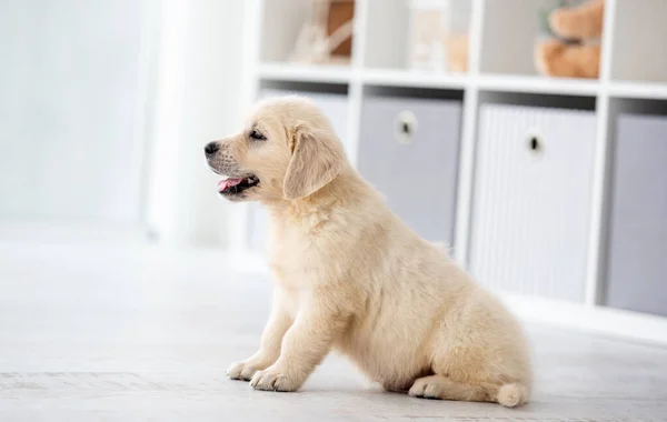 Güzel av köpeği. — Stok fotoğraf