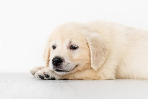 Adorable puppy resting — Stock Photo, Image