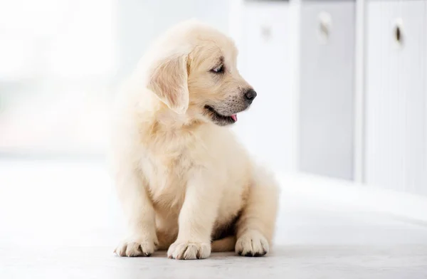 Funny retriever puppy — Stock Photo, Image