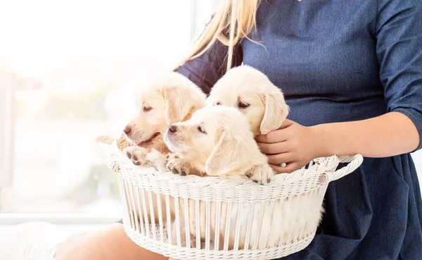 Puppies in white basket — Stock Photo, Image