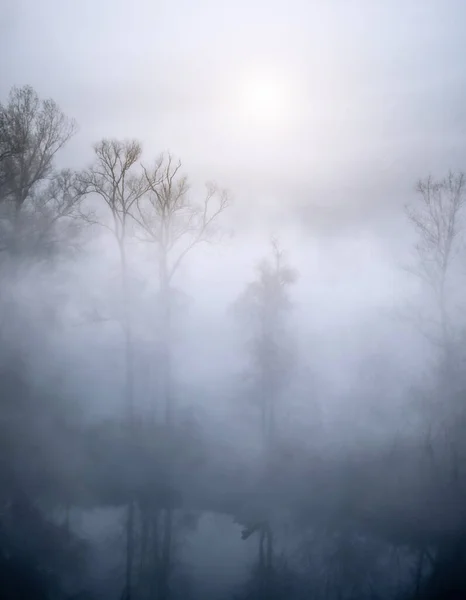Alberi nascosti nella nebbia — Foto Stock