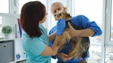 Yorkshire teriyer köpeğini inceleyen kadın veteriner.