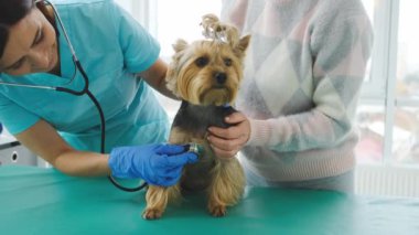 Steteskoplu veteriner Yorkshire Teriyeri.