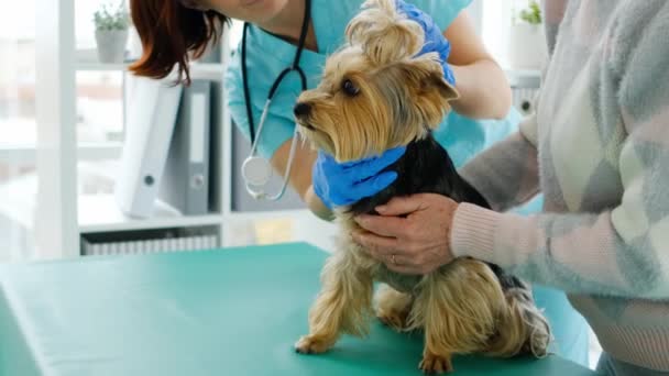 Veterinaria revisando los dientes de yorkshire terrier — Vídeo de stock