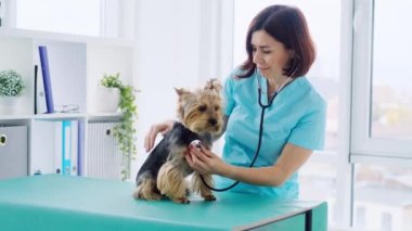 Yorkshire teriyer köpeğini muayene eden doktor.